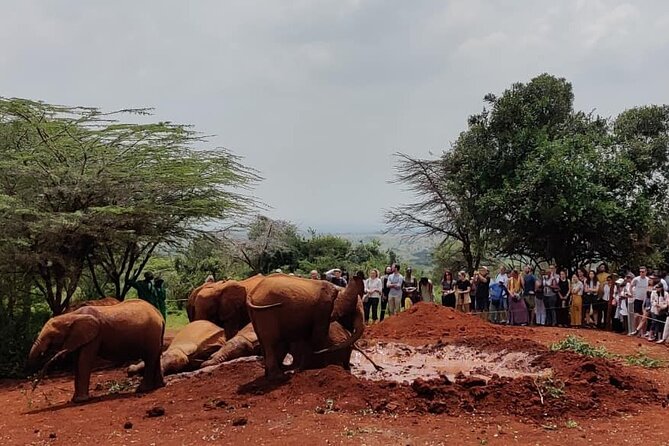 elephant-orphanagenairobi-national-park-and-giraffe-center-tour-whats-included-in-the-package