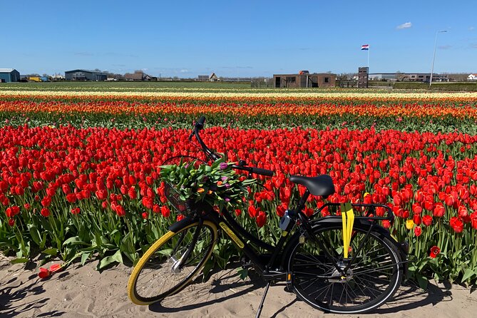 enjoy-the-tulip-fields-by-bicycle-with-a-local-guide-tulip-bike-tour-tour-overview