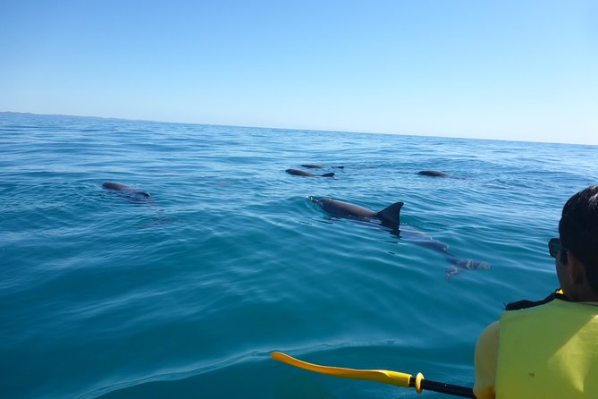 epic-kayak-with-dolphins-wildlife-4wd-beach-adventure-noosa-explore-noosas-pristine-beaches