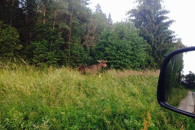 evening-wildlife-safari-from-stockholm-duration-and-location