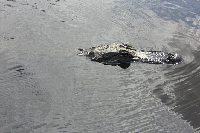 Everglades Airboat Tour From Fort Lauderdale With Transportation