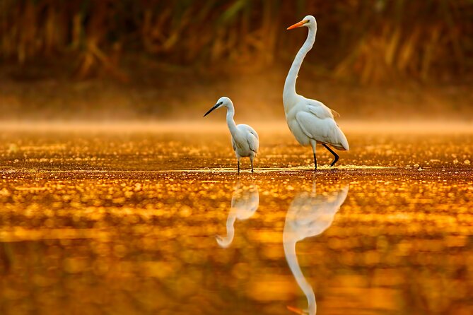 everglades-explorer-noosa-everglades-tour-tour-overview