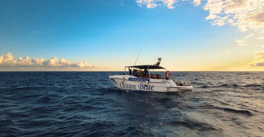 Excursion to See the Whales - 3 Hours