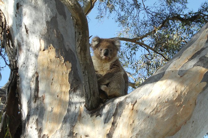 experience-a-day-at-tahbilk-discover-wetlands-eco-tour