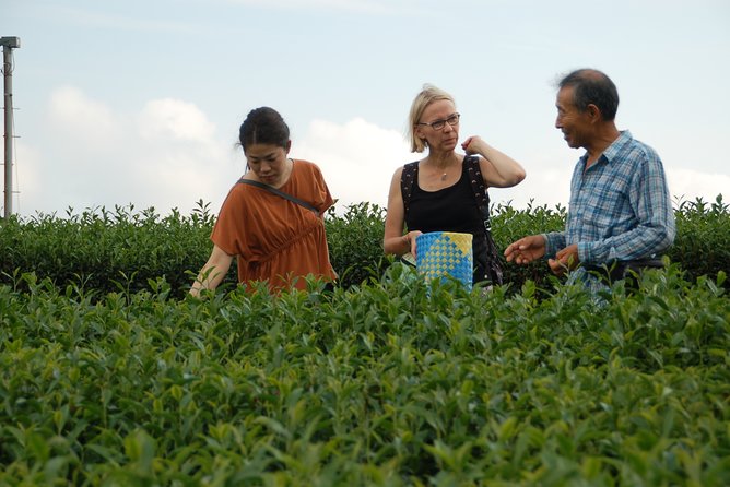 experience-tea-picking-with-a-tea-farmer-and-tempura-lunch-with-picked-tea-leaves-experience-overview