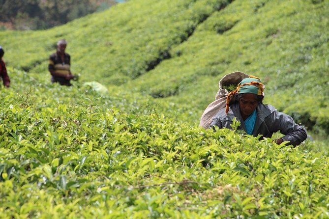 Explore the Best of Ella. Hiking, Waterfalls and Cultural Tour - Tour Overview