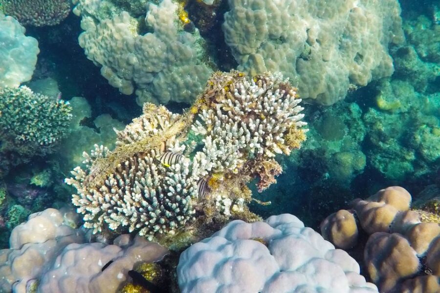 finger-island-dam-ngang-island-full-day-snorkeling-tour-tour-overview