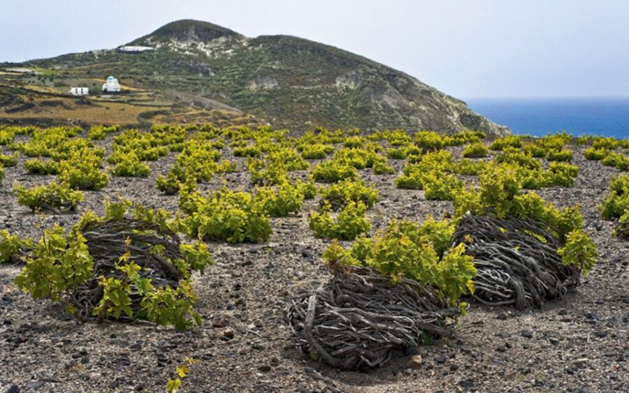 Fira: Private Guided Wine Tour of Santorini With Transfers