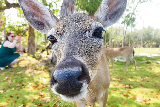 Florida Keys Nature & History Tour From Key West - Tour Overview