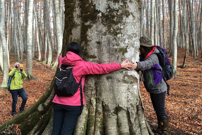 forest-healing-around-the-giant-beech-and-katsura-trees-location-and-meeting-point