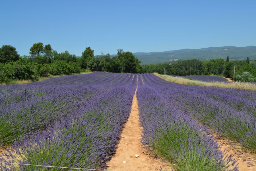 From Aix-en-Provence: Lavender Day Trip to Valensole - Likely Sellout and Pricing