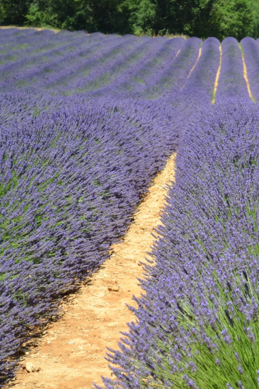 From Aix-en-Provence: Lavender Half Day Afternoon Tour