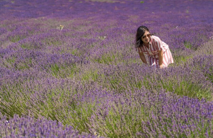 From Aix-en-Provence: Sault Lavender and Gordes Day Trip - Tour Overview