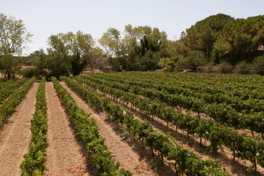 From Argostoli: Private Wine Tasting & Vineyard Tour - Discovering Kefalonias Wine Culture