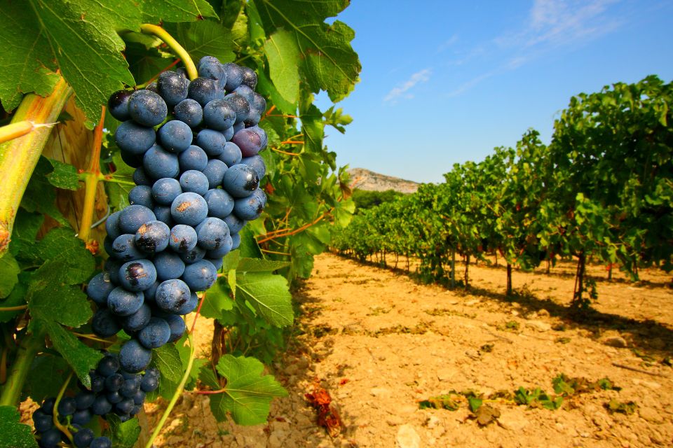 From Avignon: Half-Day Great Vineyards Tour - Tour Duration and Participant Limit