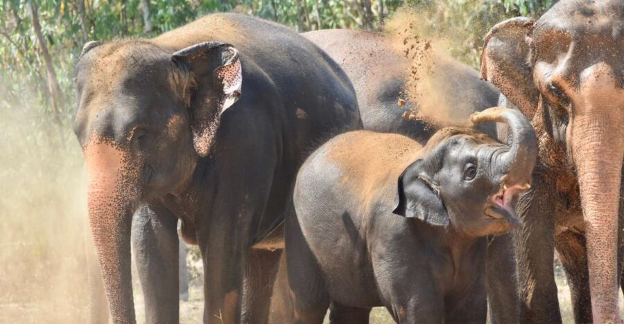 From Bangkok: Wildlife Rescue and Elephant Rescue Tour - Tour Overview and Pricing
