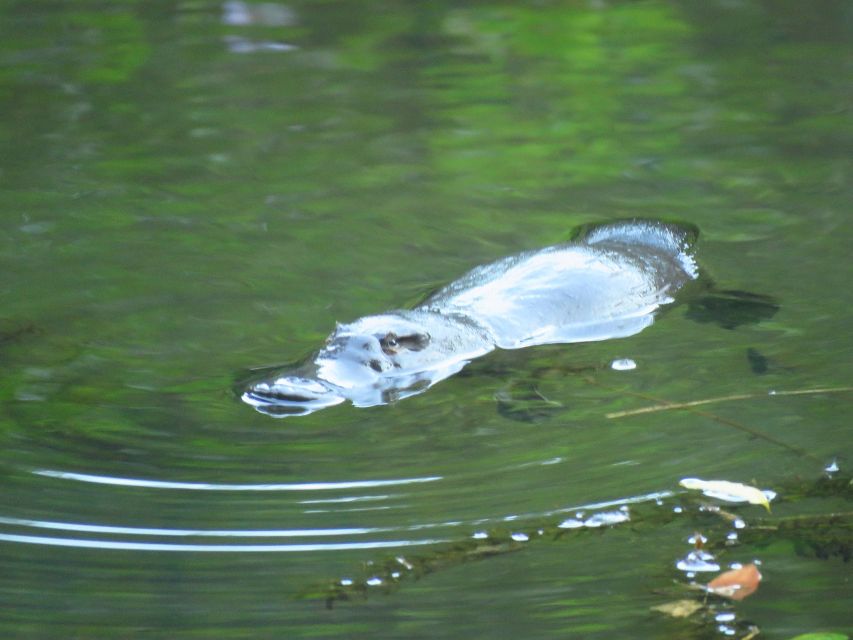 From Byron Bay: Platypus Spotting Walk