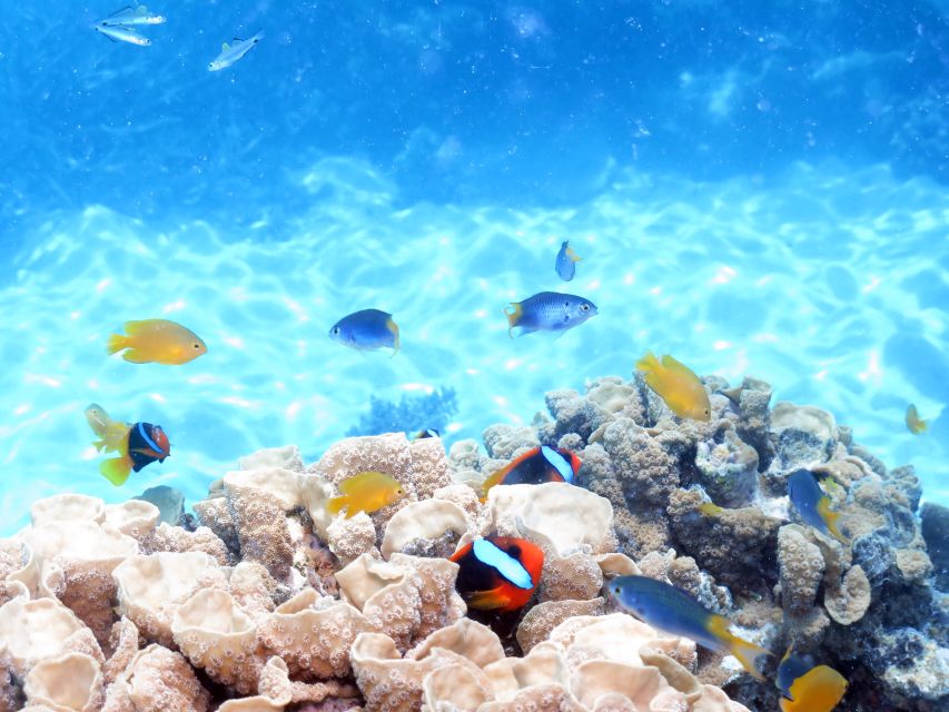 From Cairns: Cruise to Michaelmas Cay With Water Activities