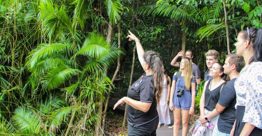 From Cairns: Daintree Wilderness & Cape Tribulation Bus Tour