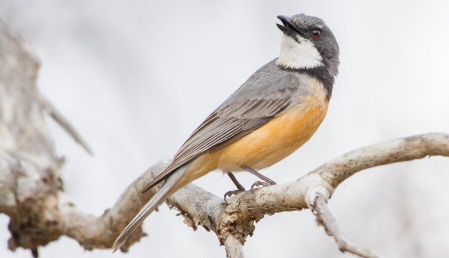 From Cairns: Full-Day Birdwatching Excursion - Tour Highlights