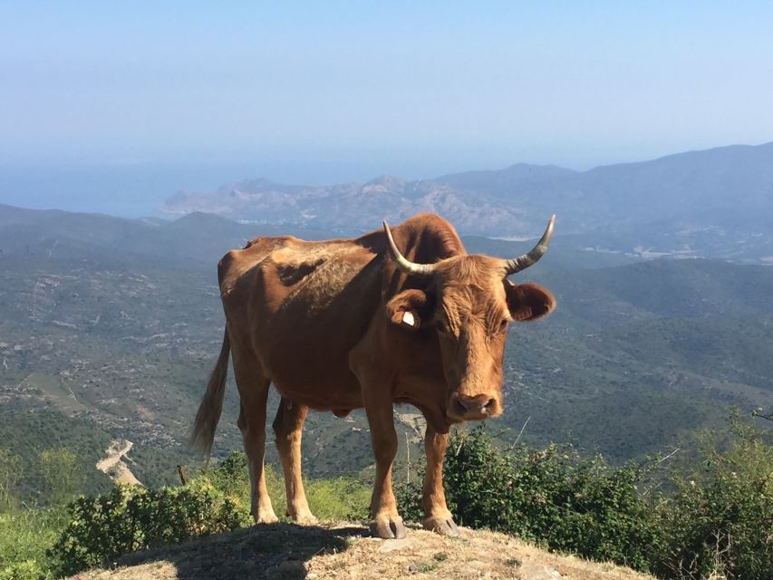 From Calvi: 4x4 Day Tour Mountain & Agriates Saleccia Beach