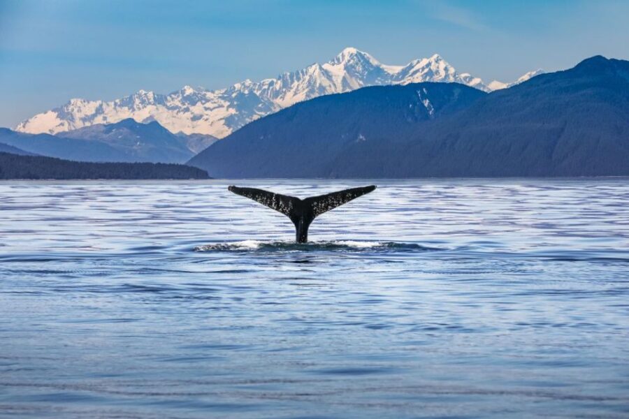 from-christchurch-kaikoura-whale-watching-day-tour-tour-overview