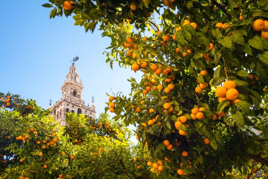 From Costa Del Sol: Seville Day Trip - Trip Overview and Pricing