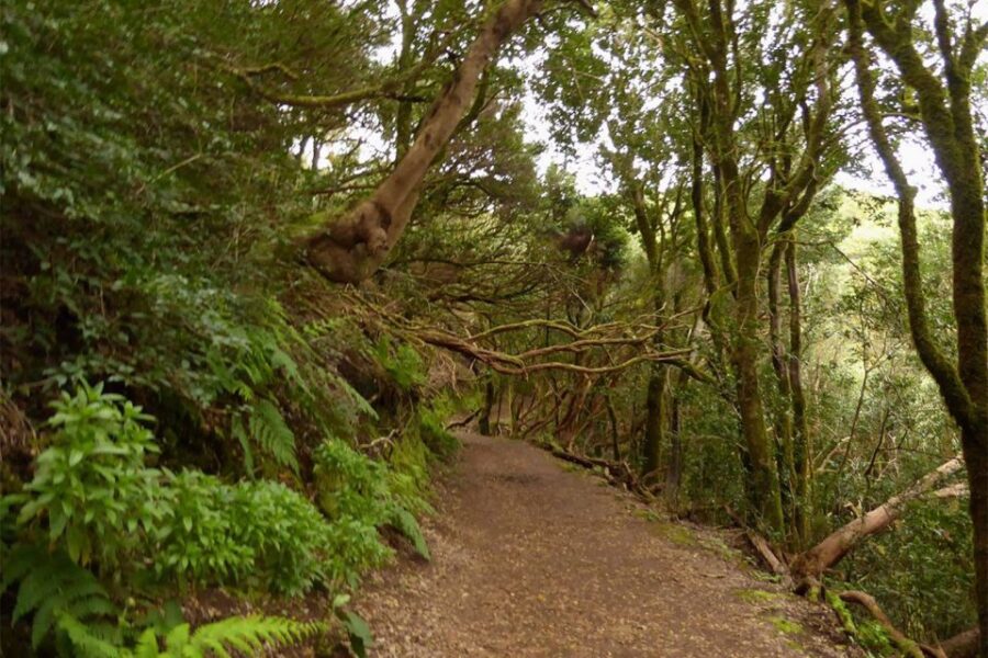 From Cruz Del Carmen: Hiking in Anaga With Food Tasting