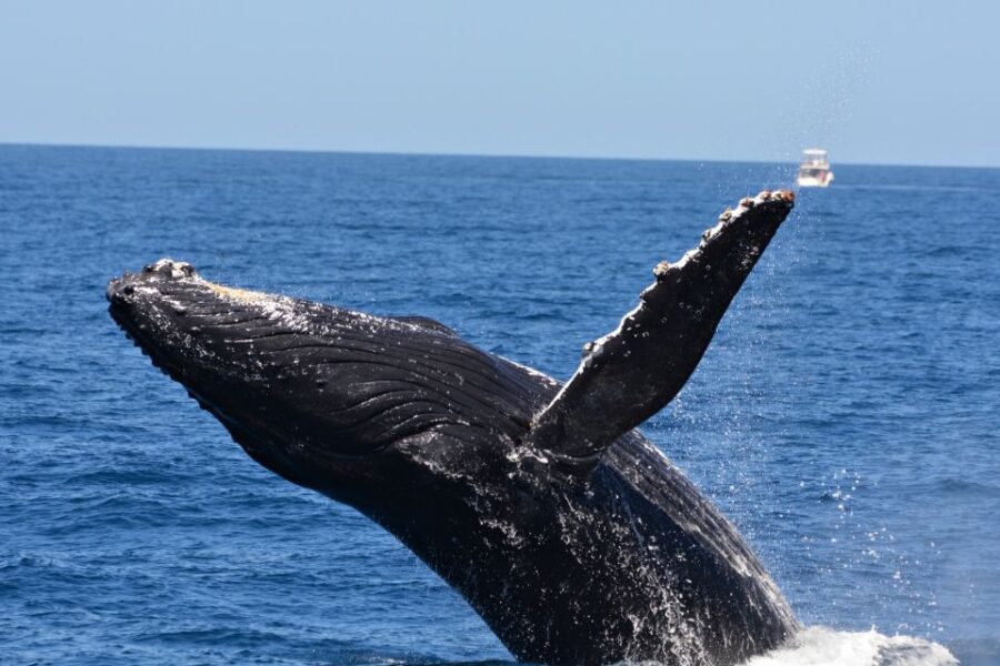 From Fremantle: 2-Hour Luxury Whale-Watching Cruise - Cruise Experience