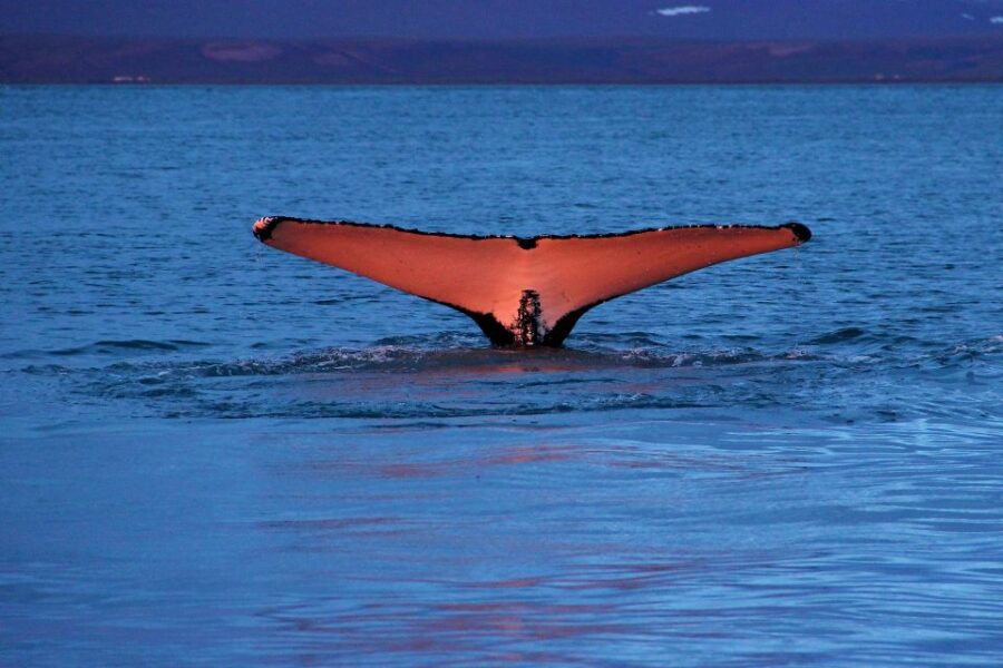 From Húsavík: Traditional Whale Watching Tour