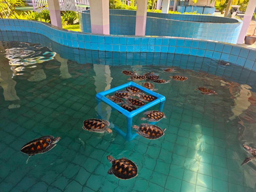 From Khao Lak: Private Day Tour With Rafting, ATV and Turtle