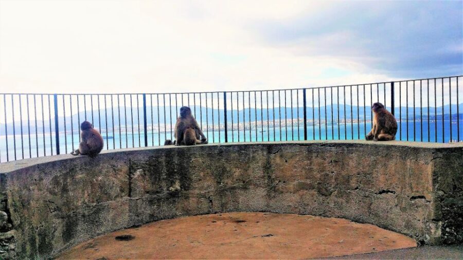 From Marbella: Guided Private Trip to Gibraltar and Estepona - Trip Details and Savings