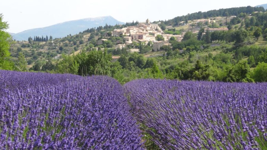 From Marseille: Lavender Full-Day Trip to Sault - Explore Lavender Fields in Sault