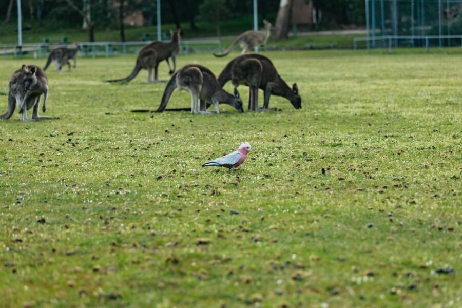 From Melbourne: Grampians National Park Group Tour