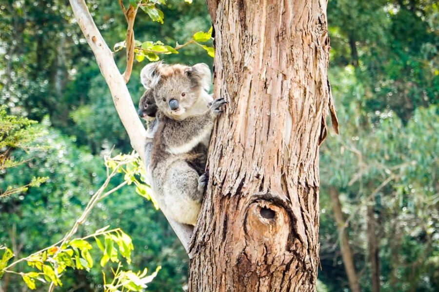From Melbourne: Great Ocean Road & 12 Apostles Full-Day Tour - Tour Overview and Pricing