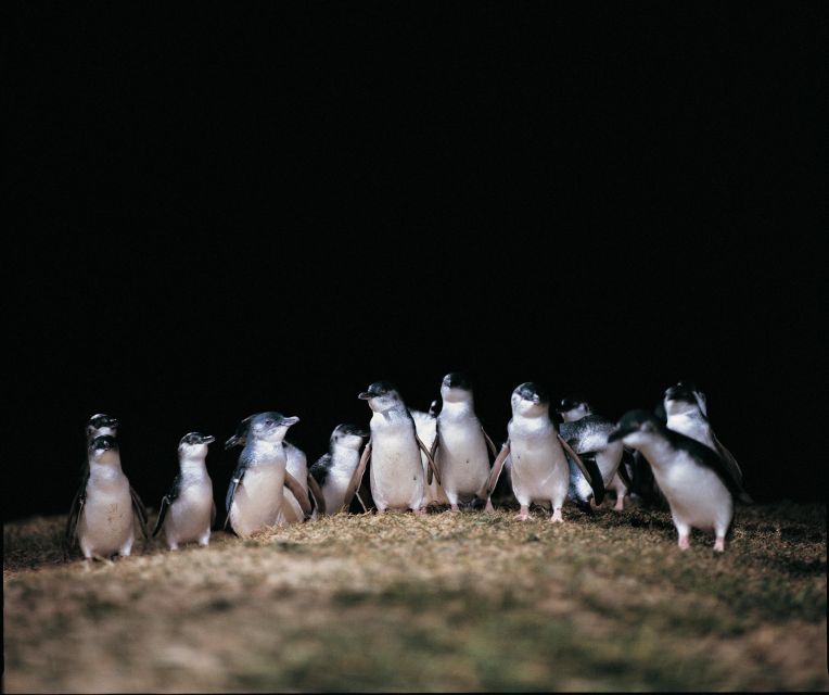 From Melbourne: Phillip Island and Penguin Parade Day Tour - Tour Overview and Details