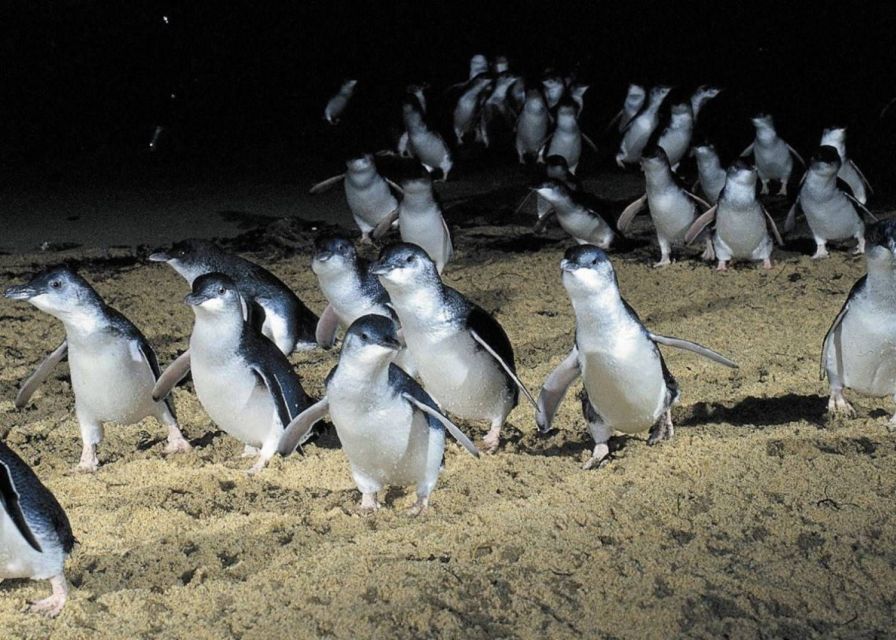 From Melbourne: Puffing Billy and Penguin Parade Combo Tour - Overview of the Tour