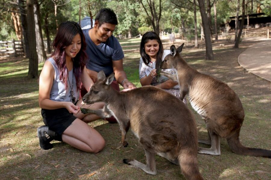 From Melbourne: Puffing Billy Steam Train & Wildlife Tour - Tour Overview
