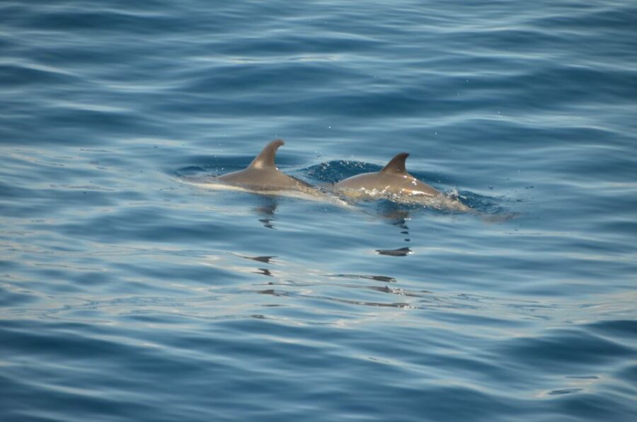 From Morro Jable: Dolphin and Whale Watching by Speedboat