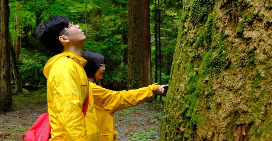 From Odawara: Forest Bathing and Hot Springs With Healing Power - Tour Duration and Group Size