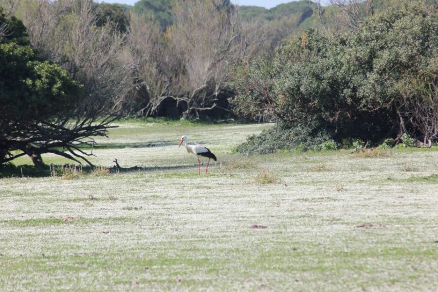 From Seville: Doñana National Park Full-Day Private Tour