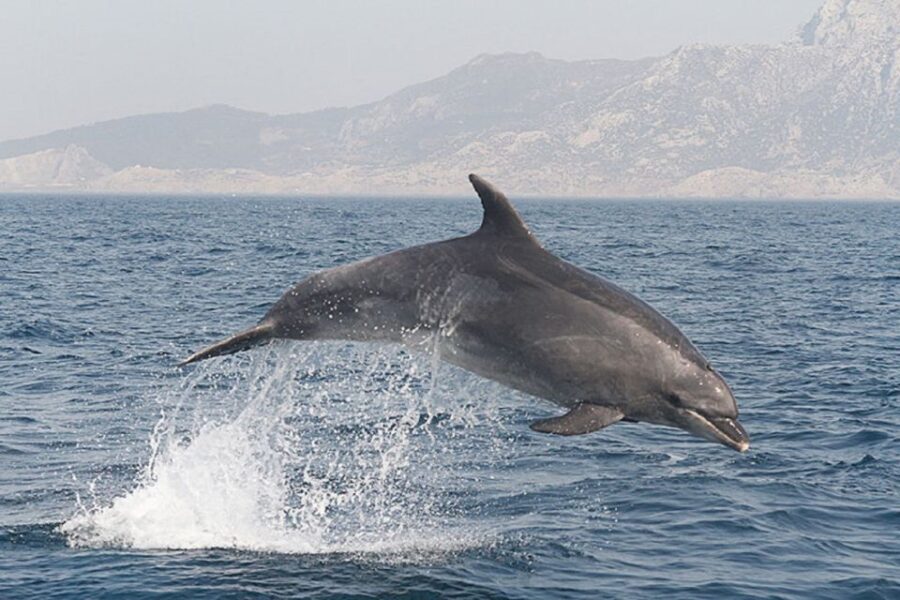 from-seville-gibraltar-dolphins-watching-day-trip-overview-of-the-day-trip