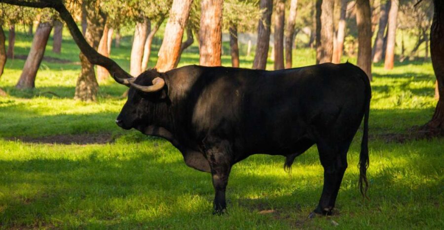 From Seville: Half-Day Bull Breeding Farm Tour - Tour Overview