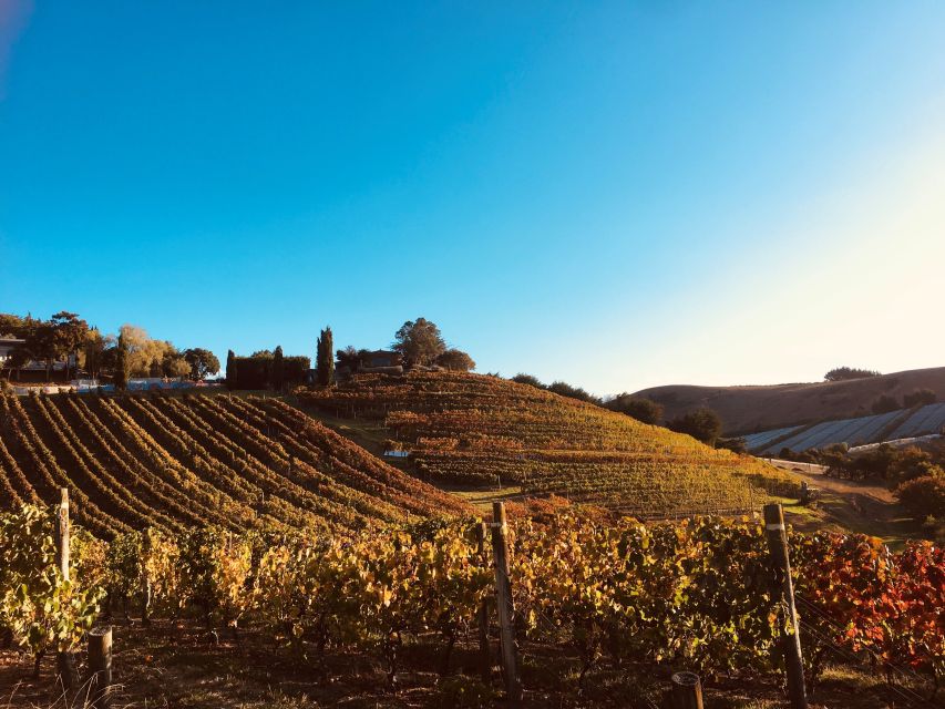 From Waiheke: Waiheke Island Tour W/ Wine and Food Tastings