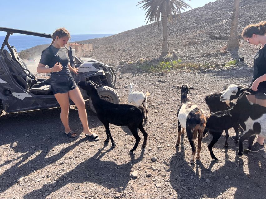 Fuerteventura: Buggy Tour in the South of the Island