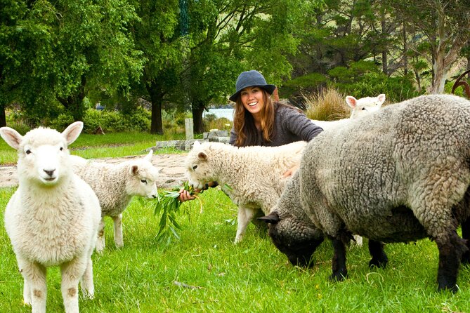 Full-Day Akaroa Tour With Penguins Safari and Wine Tasting