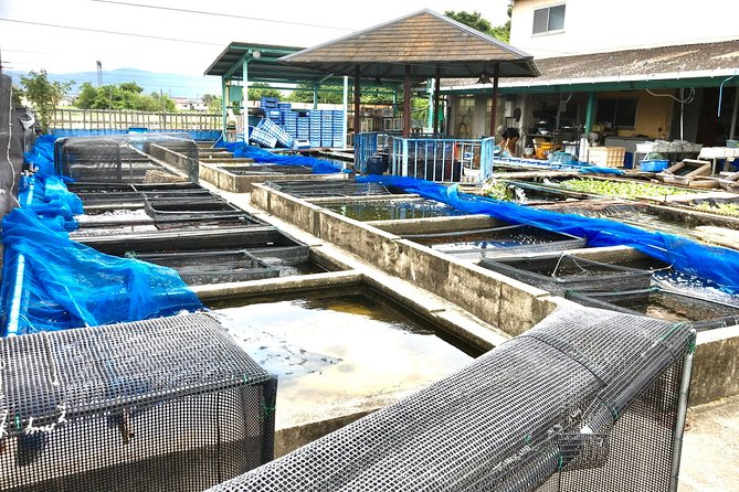 full-day-goldfish-unique-experience-in-yamato-koriyama-nara-overview-of-the-experience