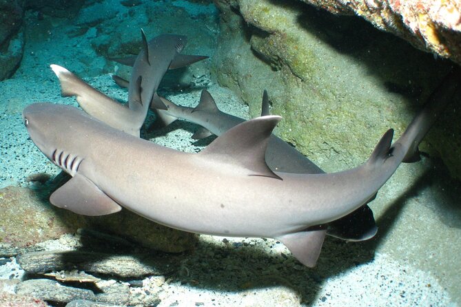 Full Day Guided Boat 2diving in Kerama Islands (License Required)