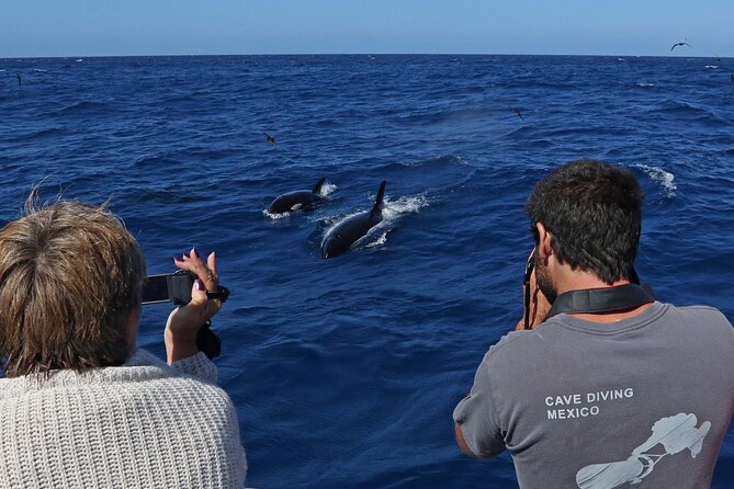 Full-Day Killer Whale Expedition From Albany - Inclusions