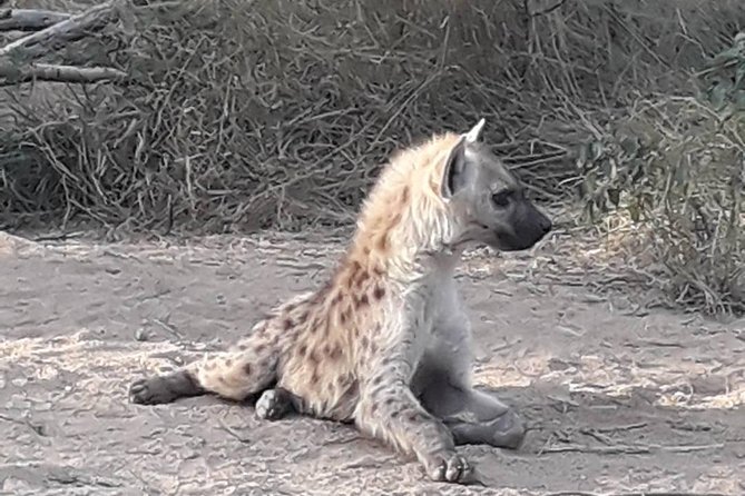 Full-Day Kruger Park Safari From Nelspruit, Whiteriver or Hazyview - Experiencing the Big 5